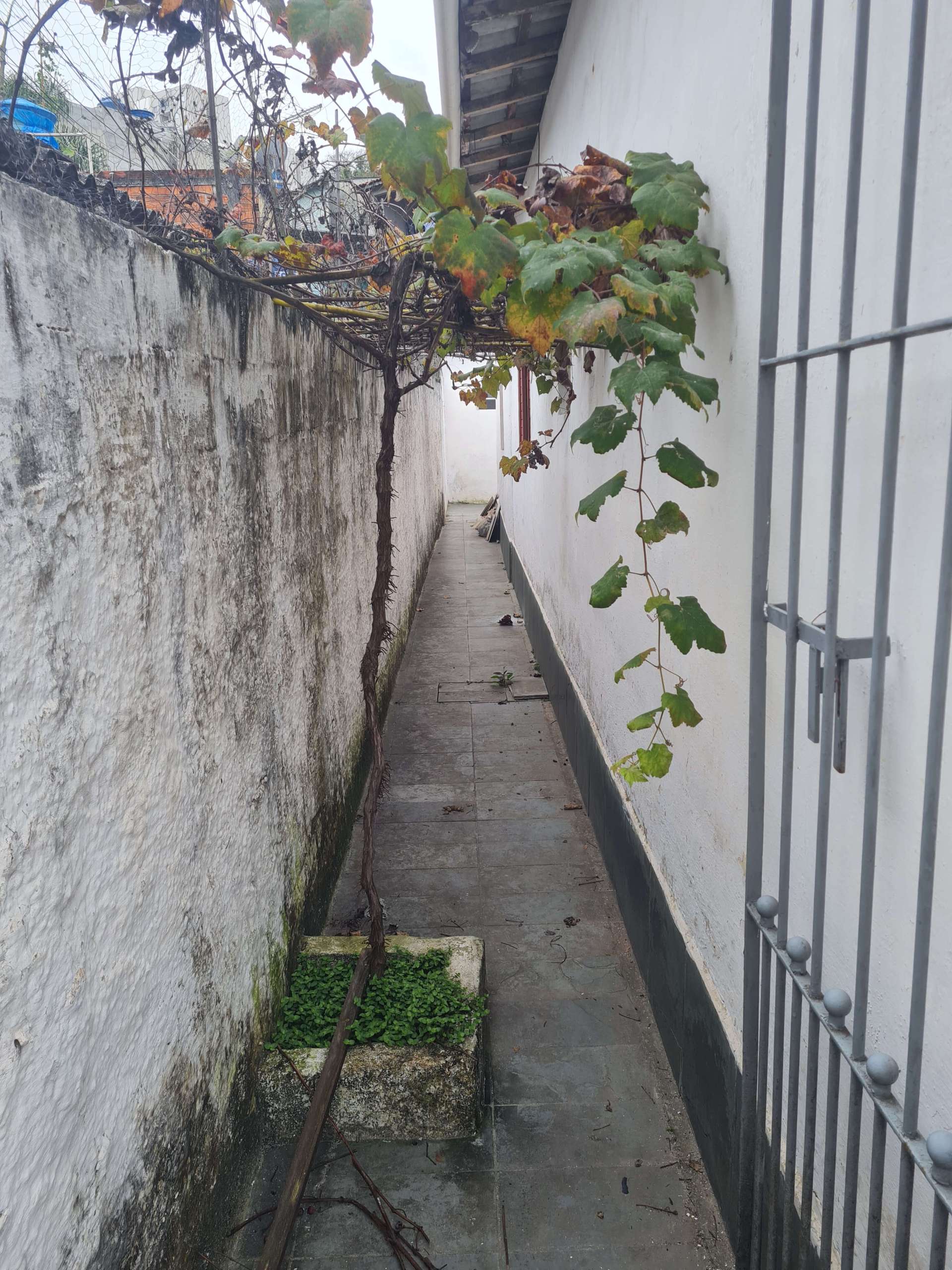 Corredor lateral (quintal).